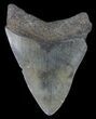 Fossil Megalodon Tooth - Georgia #65762-1